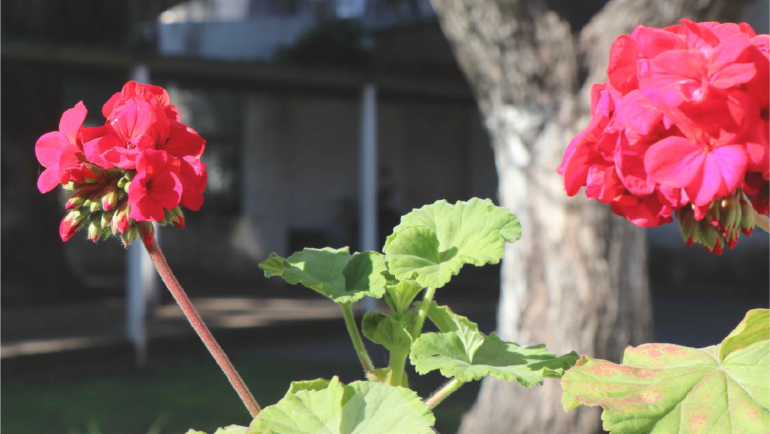 Áreas de servicio del Sanatorio de la Costa